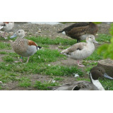 Blonde Ringed Teal